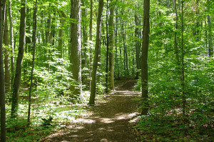 The Sacred Grove. Photo (2002) by Kenneth Mays.