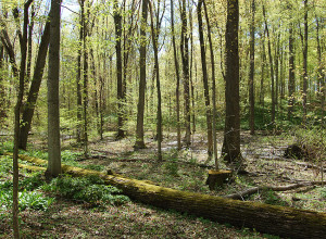 The Sacred Grove. Photo (2006) by Kenneth Mays.