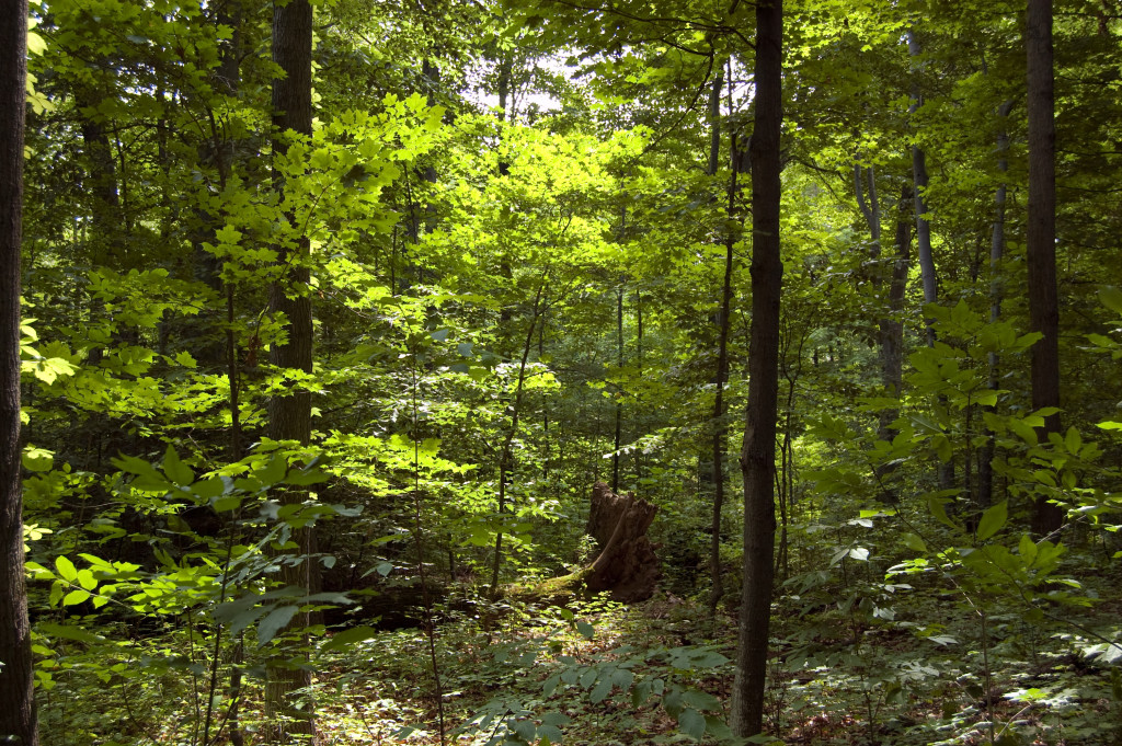 The Sacred Grove. Photo (2009) by Kenneth Mays.
