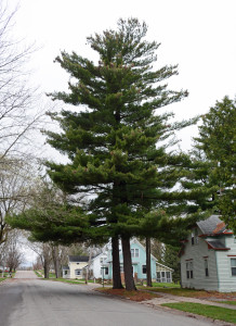 A white pine at Neillsville, Wisconsin, once a Mormon logging settlement.