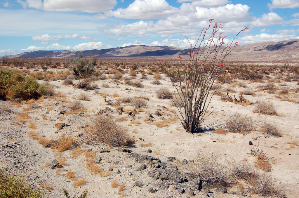 Anza-Borrego Desert State Park. Photo by Kenneth Mays.