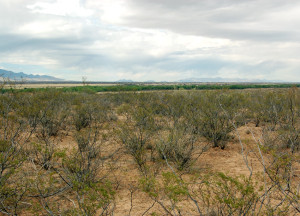 Area of the San Pedro River just north of the U.S. border with Mexico. Photo by Kenneth Mays.