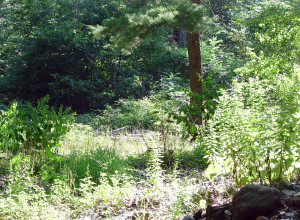 Approximate site where Lucy Mack Smith was born. Photo by Kenneth Mays.