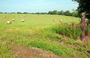 Site of the Michael Arthur farm, Clay County. MO. Photo by Kenneth Mays.