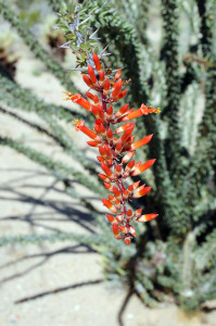 Plant in the Anza-Borrego Desert State Park. Photo by Kenneth Mays.