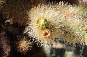 Plant in the Anza-Borrego Desert State Park. Photo by Kenneth Mays.